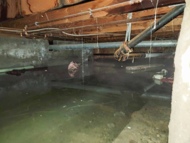 Best Professional water damage repair  in Kenwood, OH